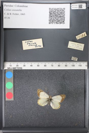 Media type: image;   Entomology 124608